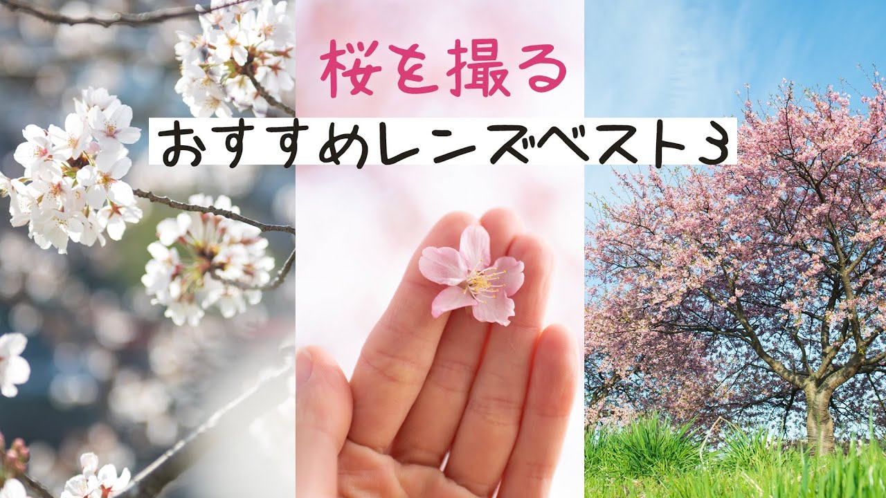 【プロが選ぶ】桜を撮るのにおすすめレンズベスト3！カメラ設定+散り際の桜でも素敵に撮れるアイディアも紹介
