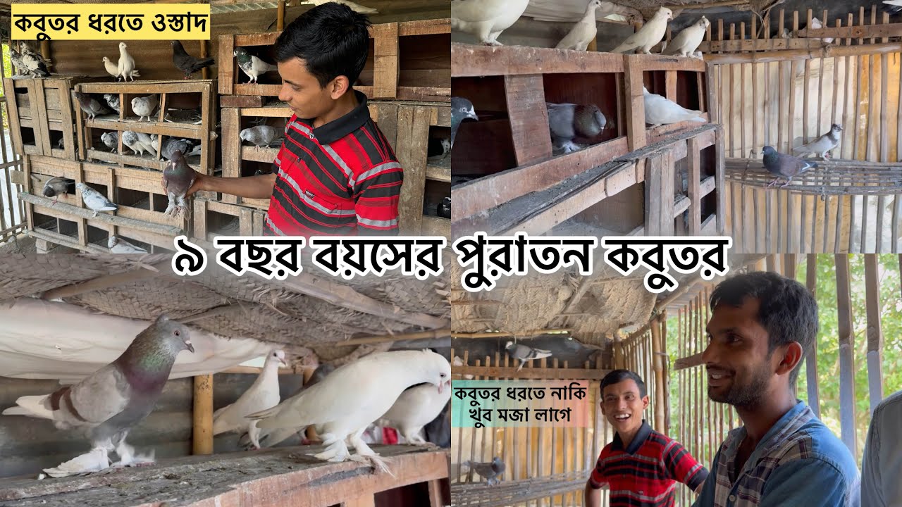 অমিত ভাইয়ের কিছু পুরাতন ভালো মানের রাজশাহী গিরবাজ কবুতর দেখুন #কবুতর_কাকা #kobutor_kaka