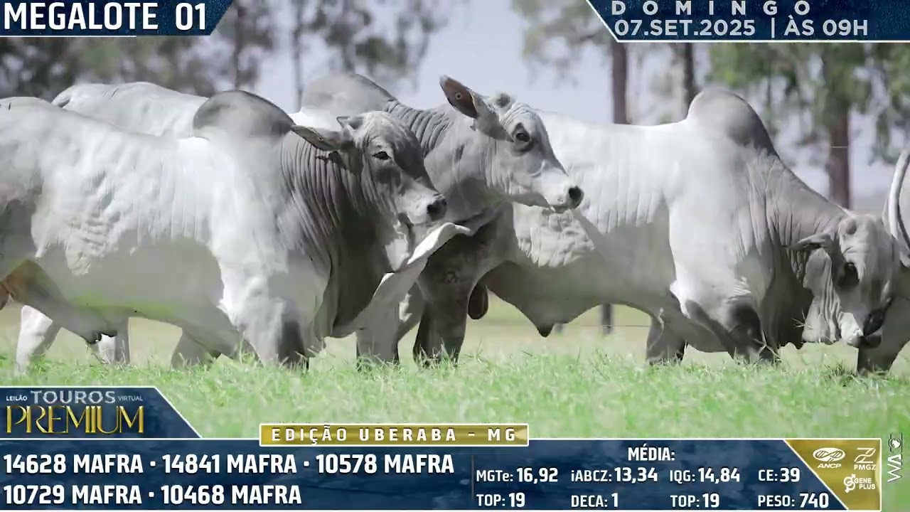 MEGA LOTE 01