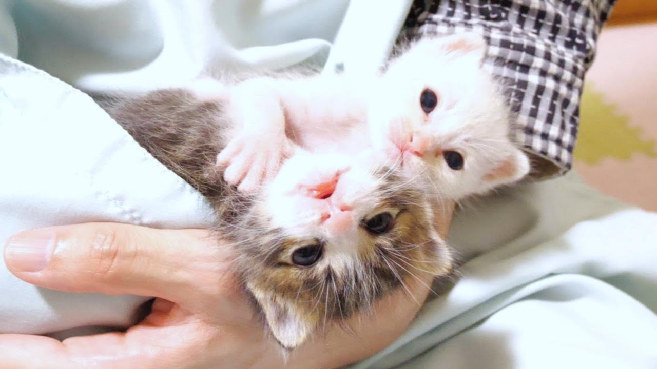 Я думал, что это котенок, но это был кенгуру [Котенок, кот-спасатель]