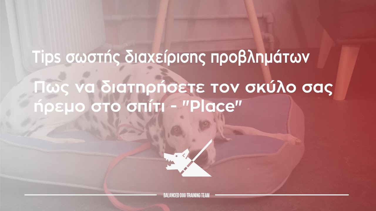Πως να διατηρήσετε τον σκύλο σας ήρεμο στο σπίτι - 