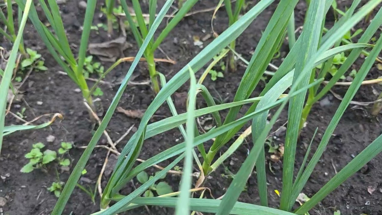  Home garden मैं  lahsun  की growth  केसे बढ़ेगा 