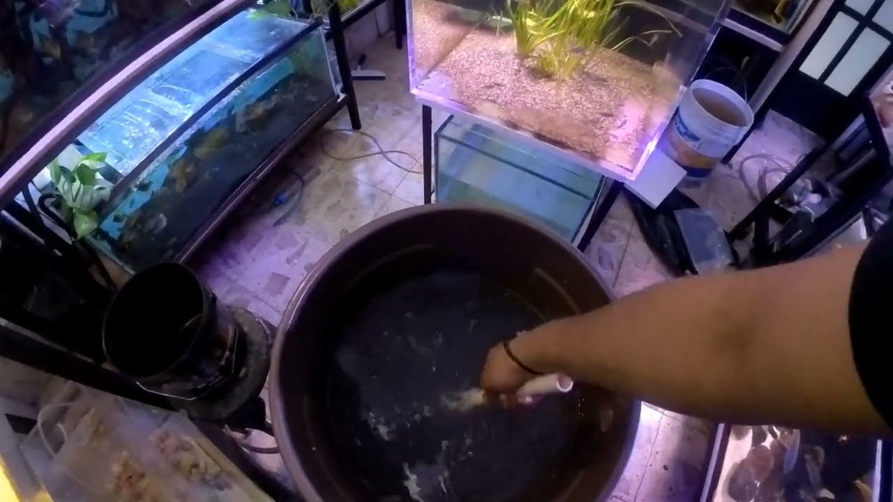 Acuario marino para macro algas. Parte 2