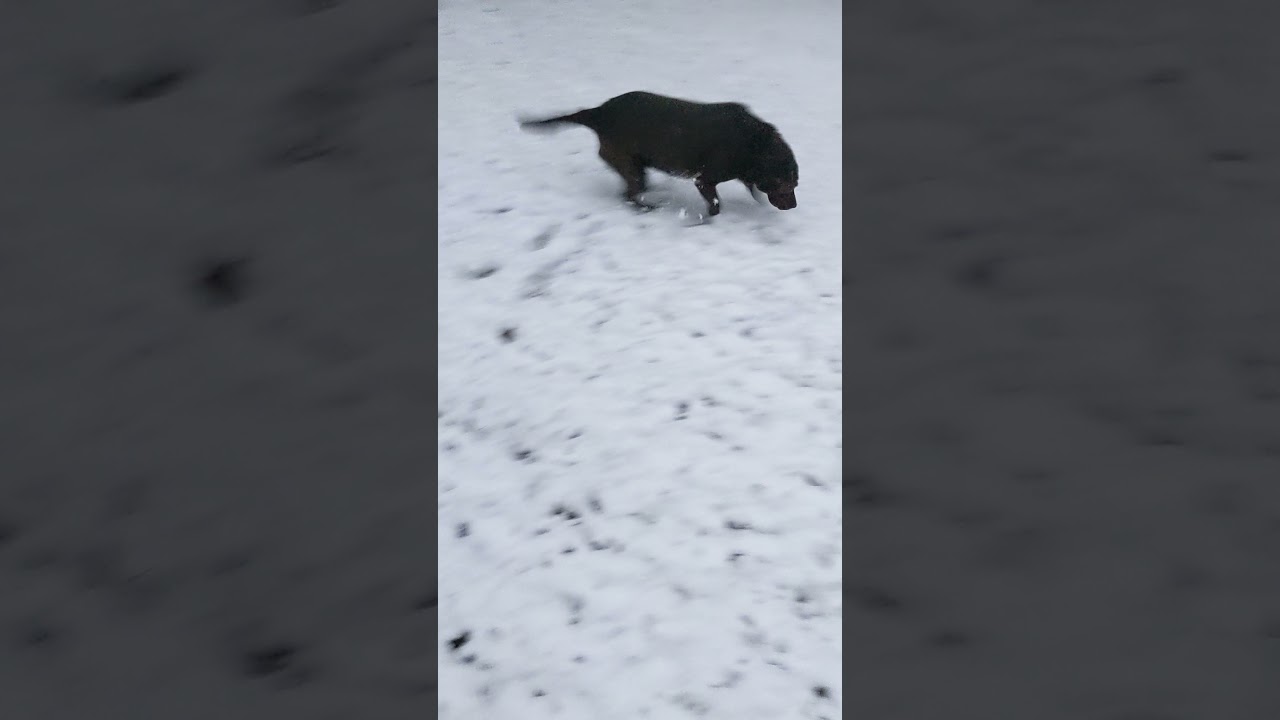 Dandridge Snowboard Smoky mountain powder Sportsstuff SnowRyder Product Review.  $50 Snowboard Ride
