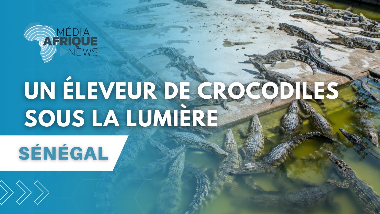 𝗦𝗘́𝗡𝗘́𝗚𝗔𝗟 : 𝗨𝗡 𝗘́𝗟𝗘𝗩𝗘𝗨𝗥 𝗗𝗘 𝗖𝗥𝗢𝗖𝗢𝗗𝗜𝗟𝗘𝗦 𝗦𝗢𝗨𝗦 𝗟𝗔 𝗟𝗨𝗠𝗜𝗘̀𝗥𝗘