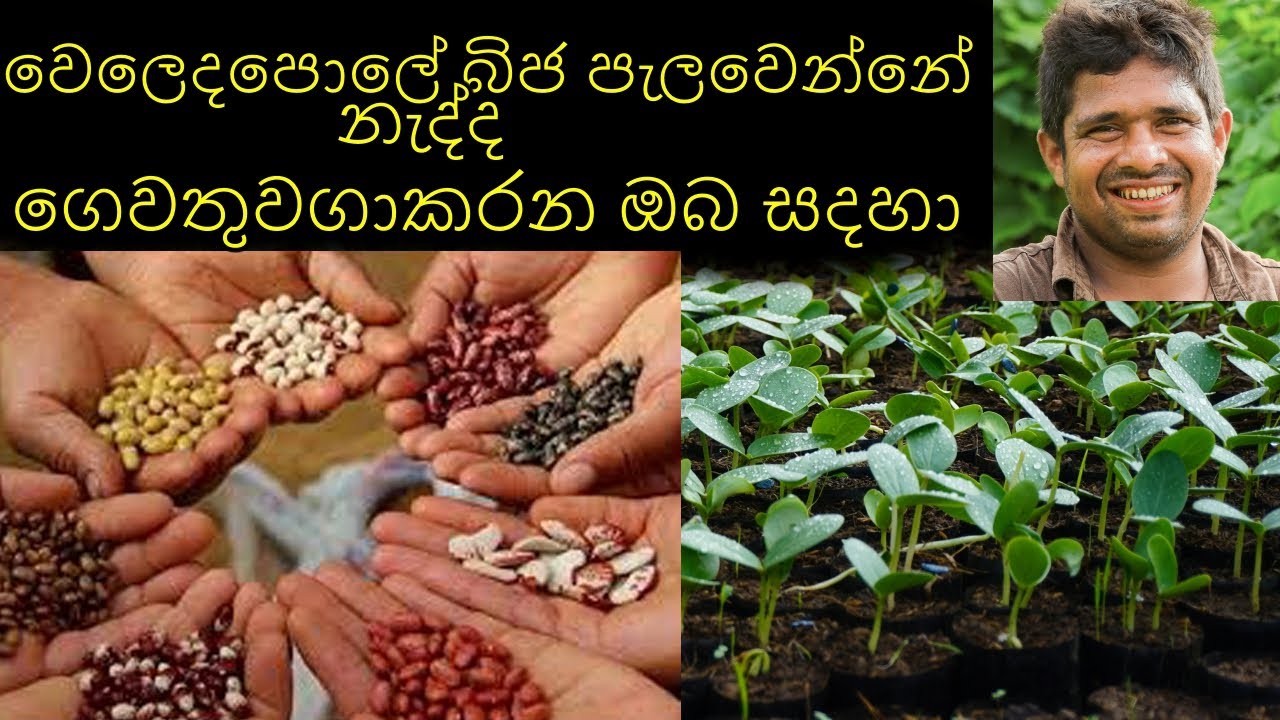 ගෙවතු වගාවේදී බිජ පැලවෙන්නේ ඇත්තේ ඇයි බිජ සිටවිම තවන්කිරිම Why seeds germinate in home gardening