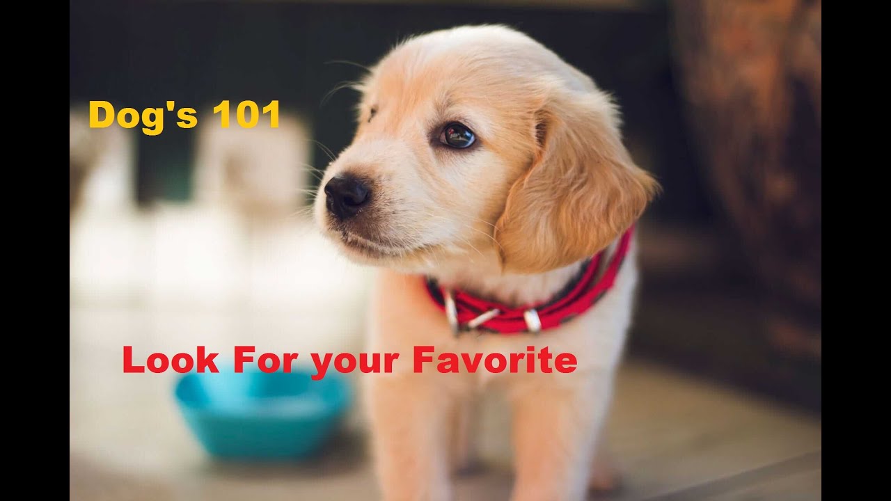 All Dog Breed Profiles   #dog #pet #puppy #lovers #animals #environment #AdoptableDog # AdoptableCat