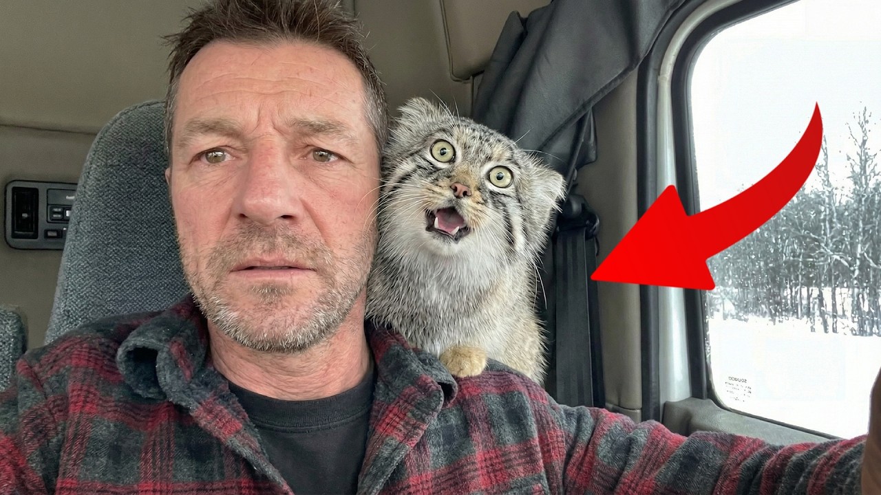 I Rescued a Wild Cat on a Highway... Now He Owns My Truck