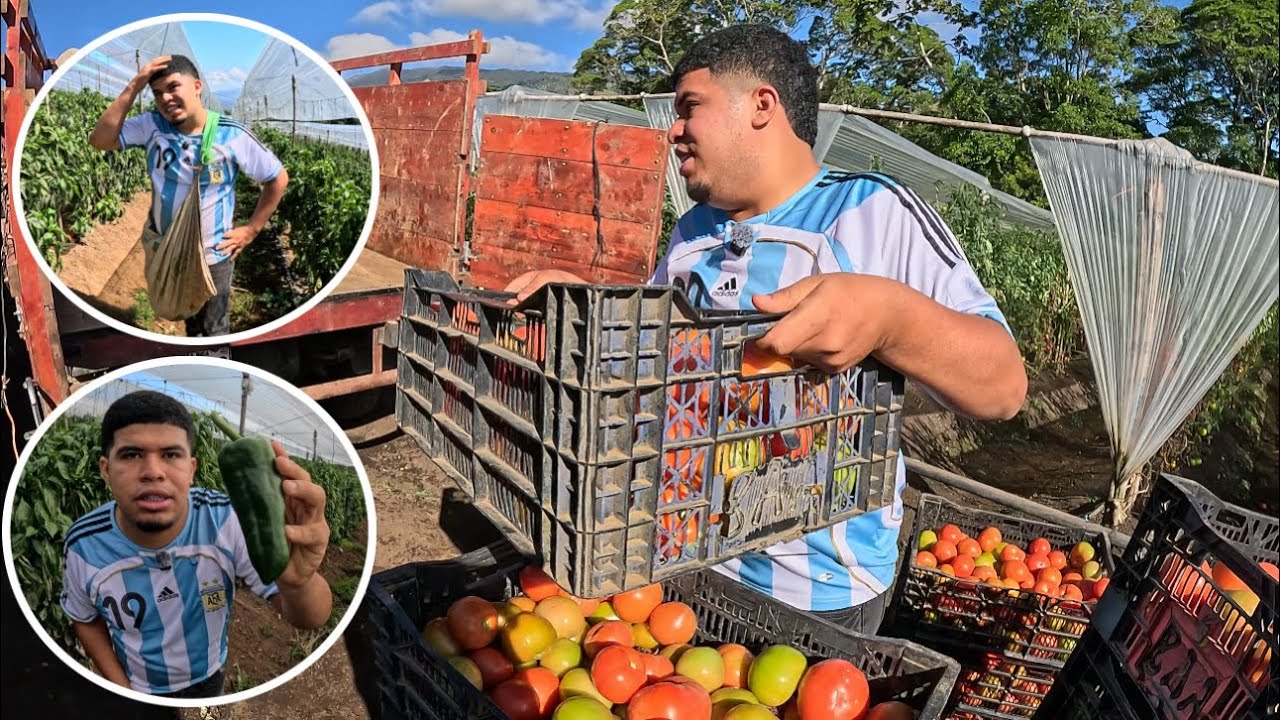 Un día como Agricultor de Tomate y Chile Dulce 👨🏻‍🌾🇨🇷