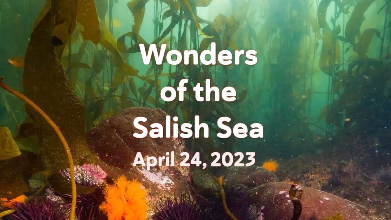 Wonders of the Salish Sea 2023: Kelp forests, cephalopods (octopuses)