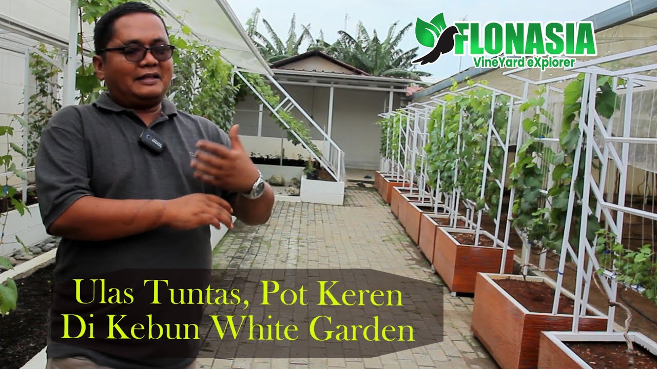 Tabulampot Anggur Keren. Dari Pot Biasa Jadi Kebun Impian!