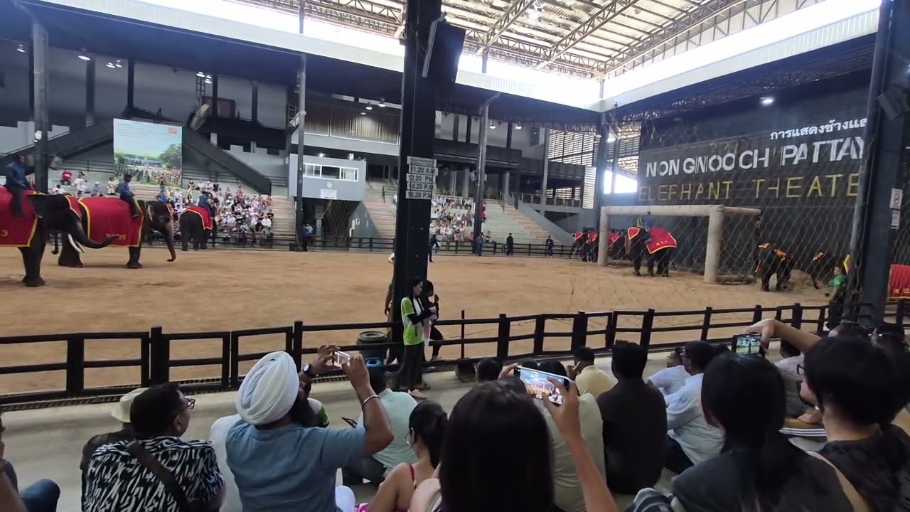 Football match between Elephant group Thailand  #fun #trending #travel 