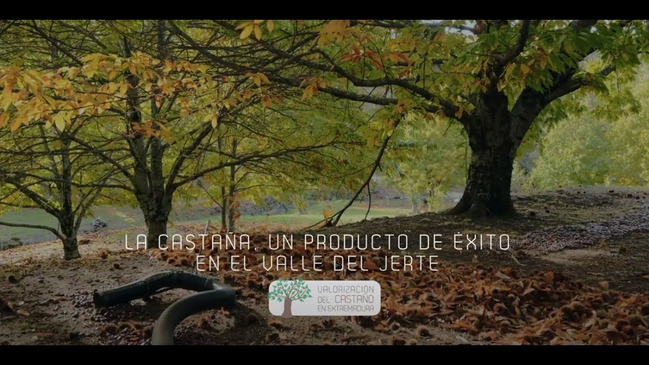 Go Castanea. La castaña, un producto de éxito en el Valle del Jerte
