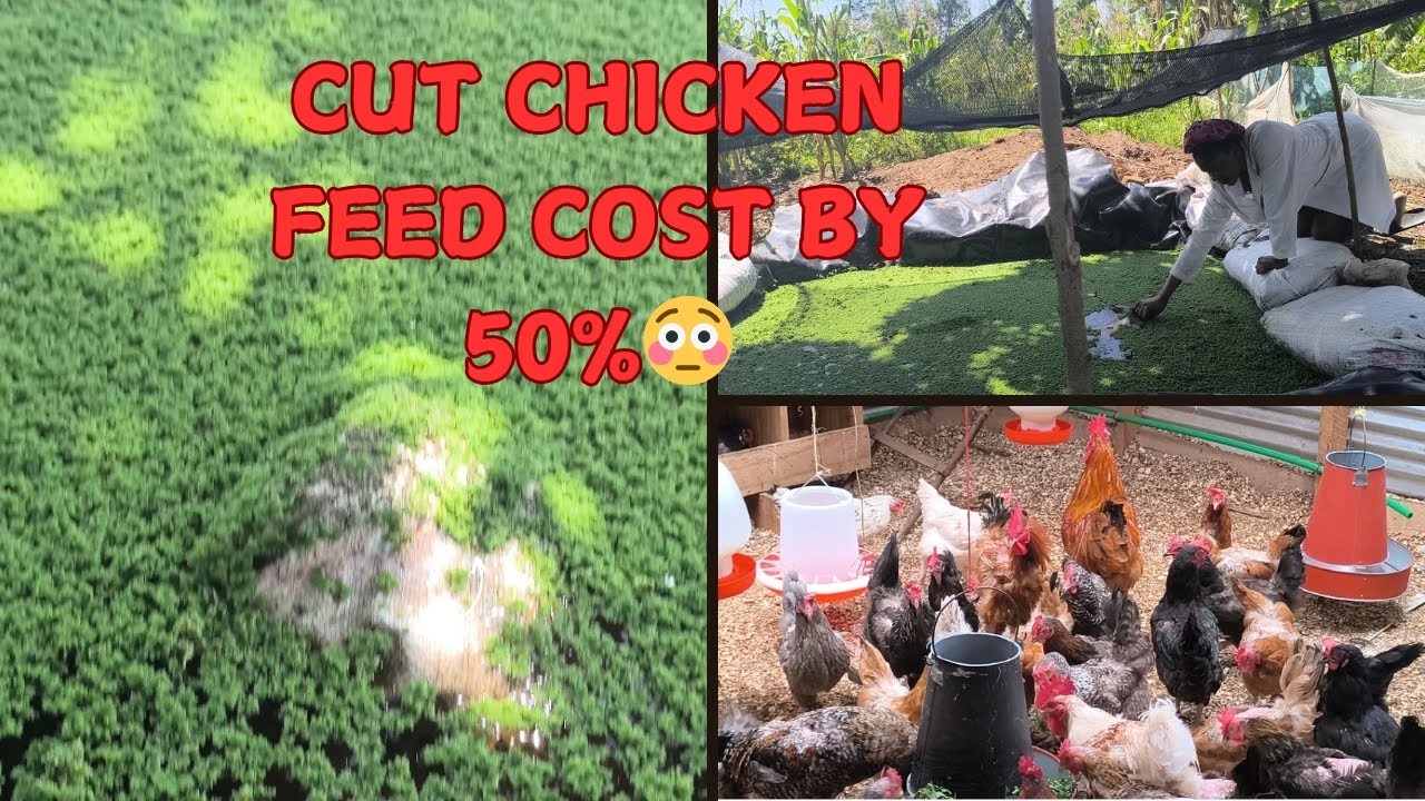 Сократите расходы на корм для кур на 50% с помощью этого простого трюка! | Azolla Farming