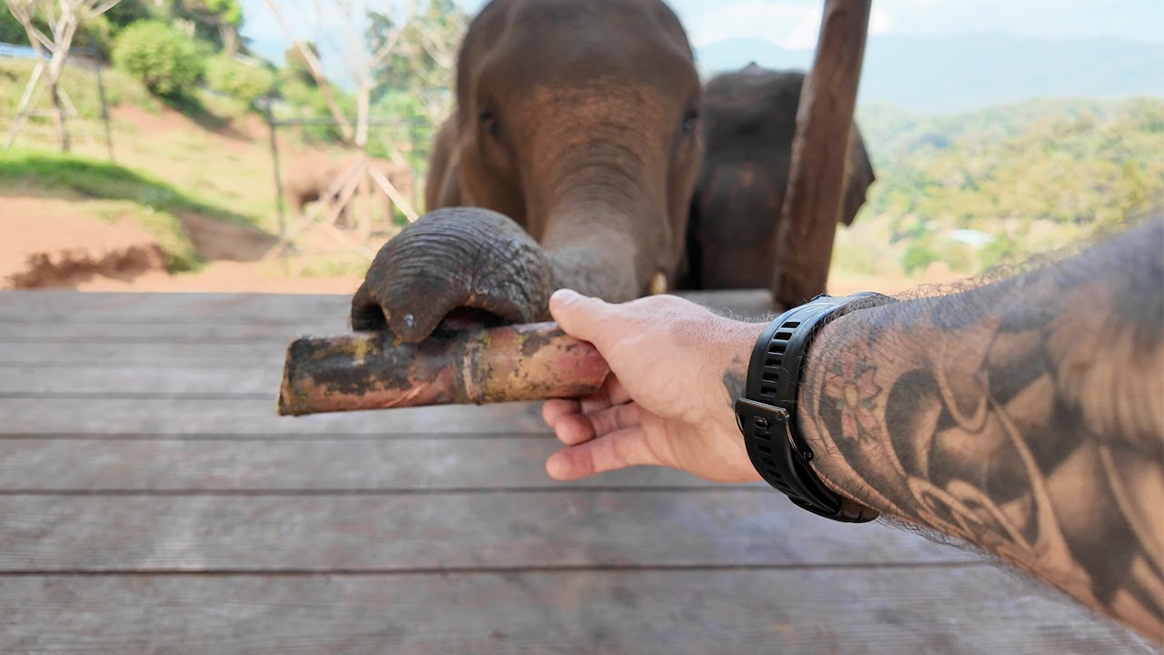 I Took My Parents To Feed Elephants In Thailand