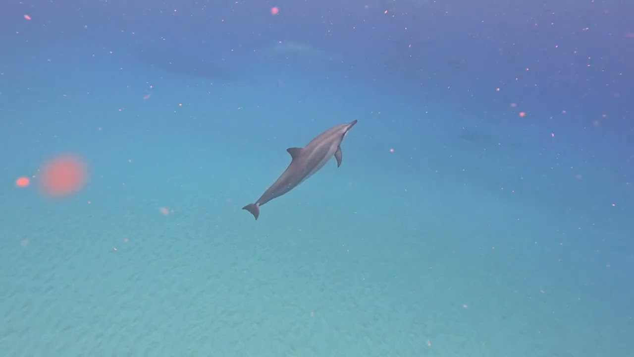 Oahu, Hawaii - Swimming with wild dolphins!!!