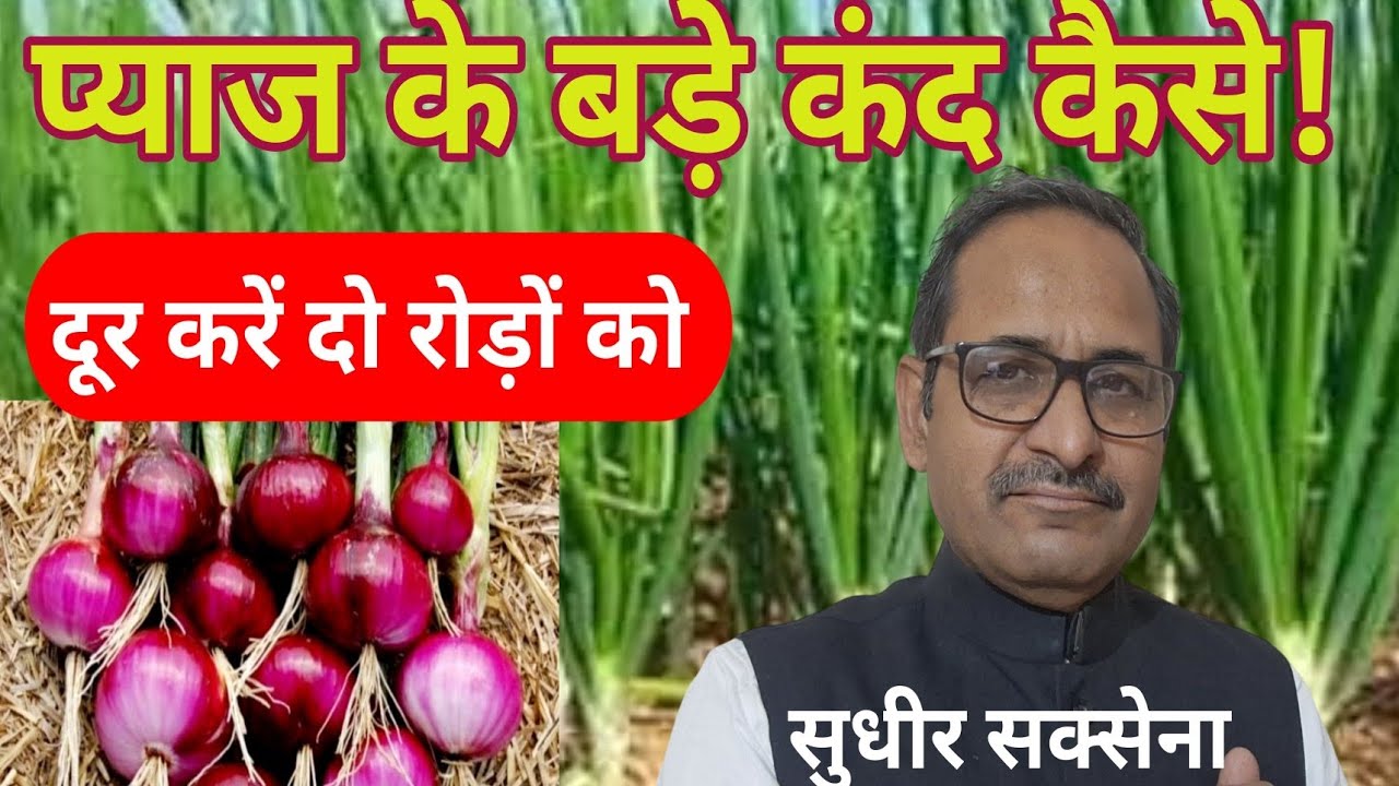 प्याज के बड़े कंद कैसे।प्याज के कीड़े रोग नियंत्रण प्याज का पर्पल ब्लॉच।प्याज में थ्रिप्स की रोकथाम।