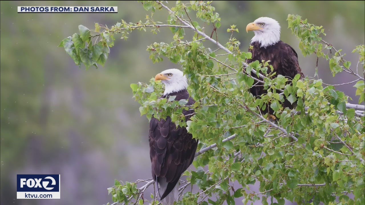 Bald eagles nest in Fremont possibly damaged by drone