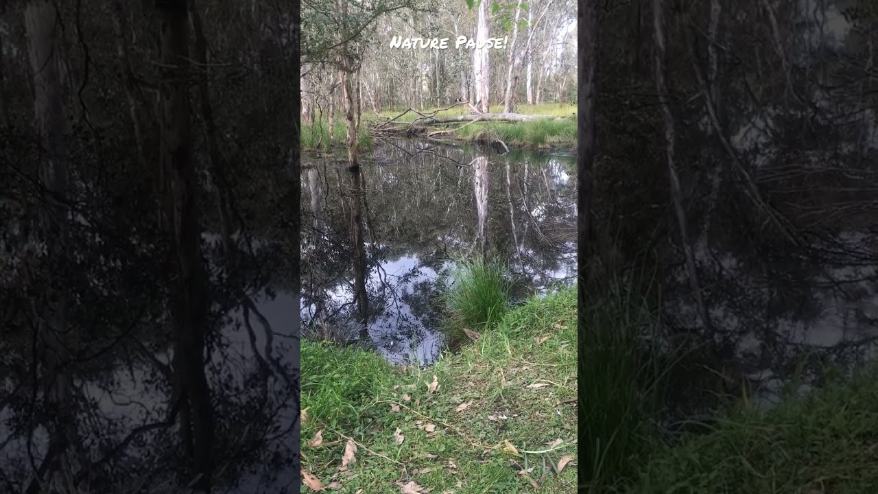 Nature Pause!🌏Breathe deeply, be still & listen to nature&rsquo;s song!🌳🕊#peace  🧘&zwj;♀️#relax ❤️#shorts