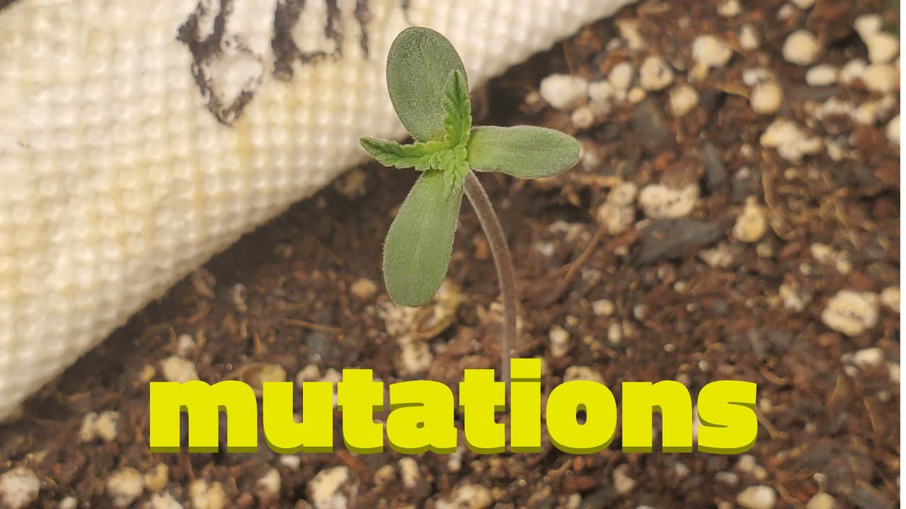 Cannabis Mutations - Polyploids, Whorled Phyllotaxy, Variegation, and More!