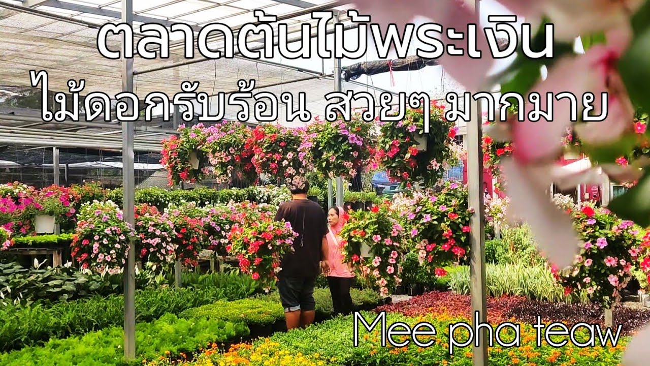 ตลาดต้นไม้พระเงิน ไม้ดอกชอบแดด มีให้เลือกมากมาย#meephateaw 