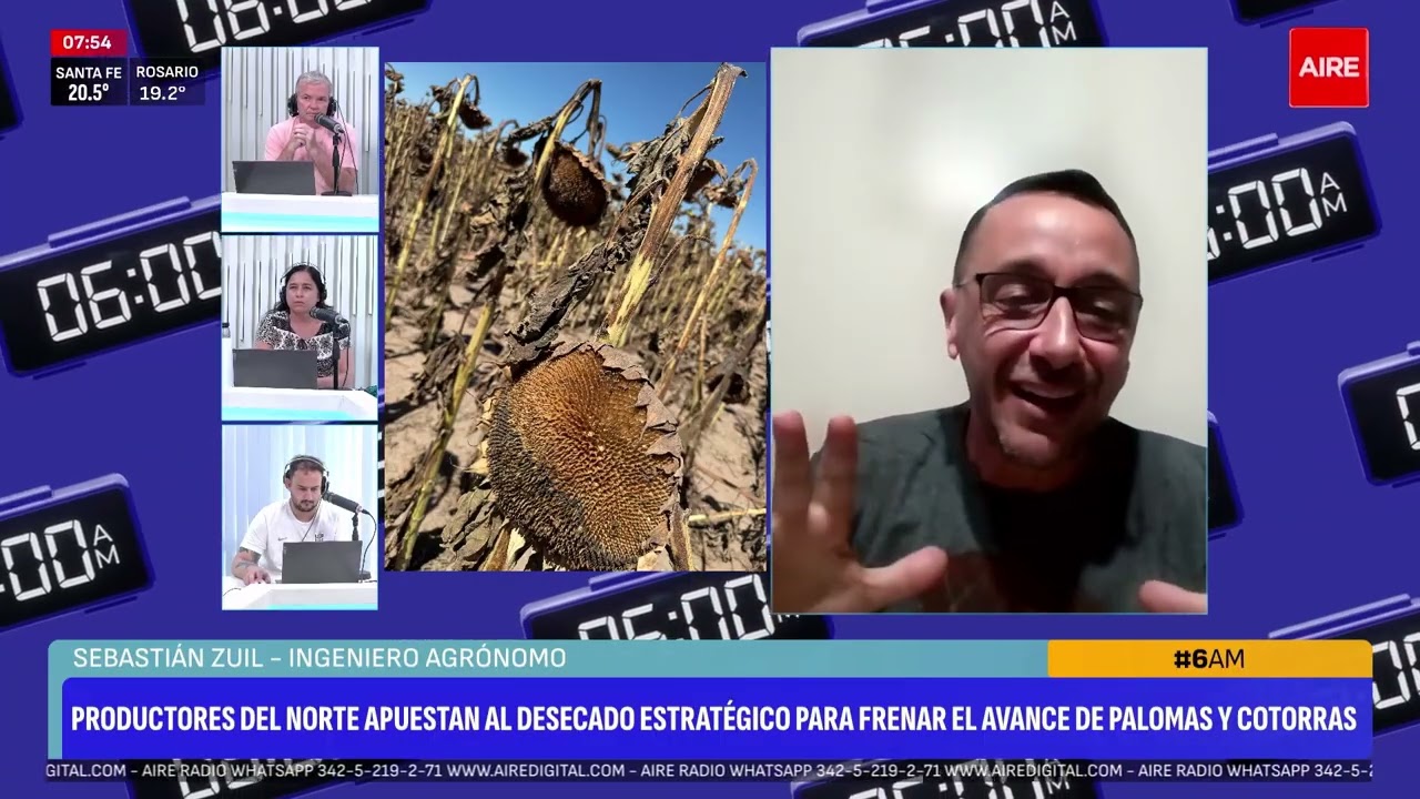 🌾🚜 AIRE Agro | Desecado de girasol: clave para disminuir daños provocados por palomas y cotorras