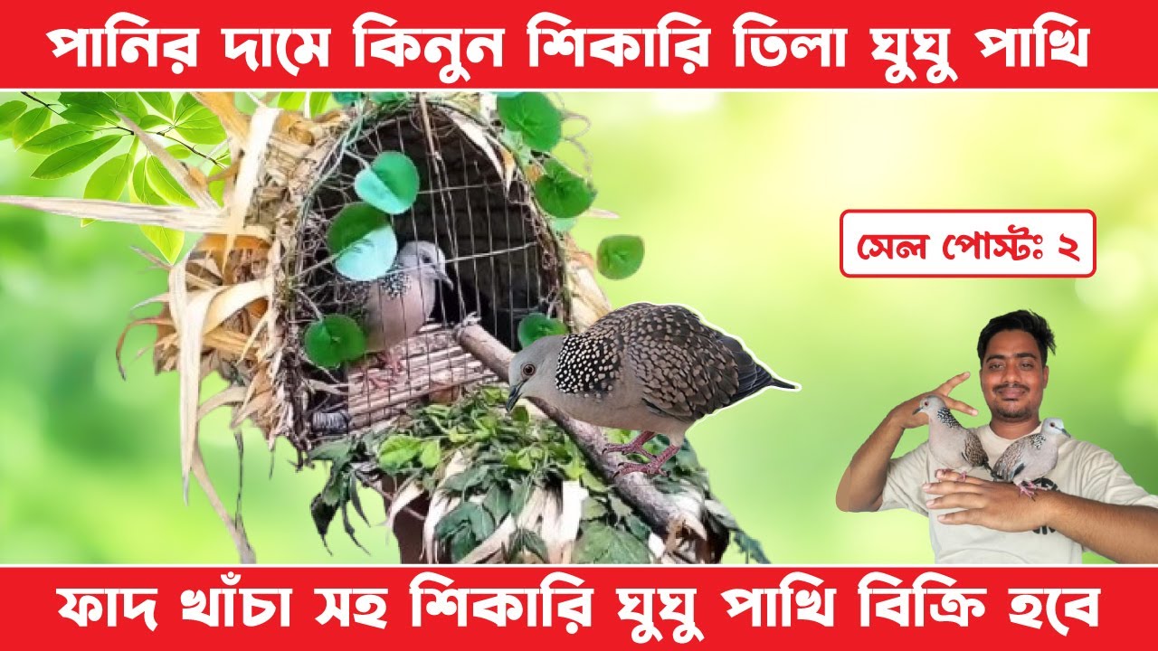 পানির দামে কিনুন শিকারি তিলাঘুঘু || ফাঁদ খাঁচা সহ শিকারি তিলাঘুঘু বিক্রি হবে |