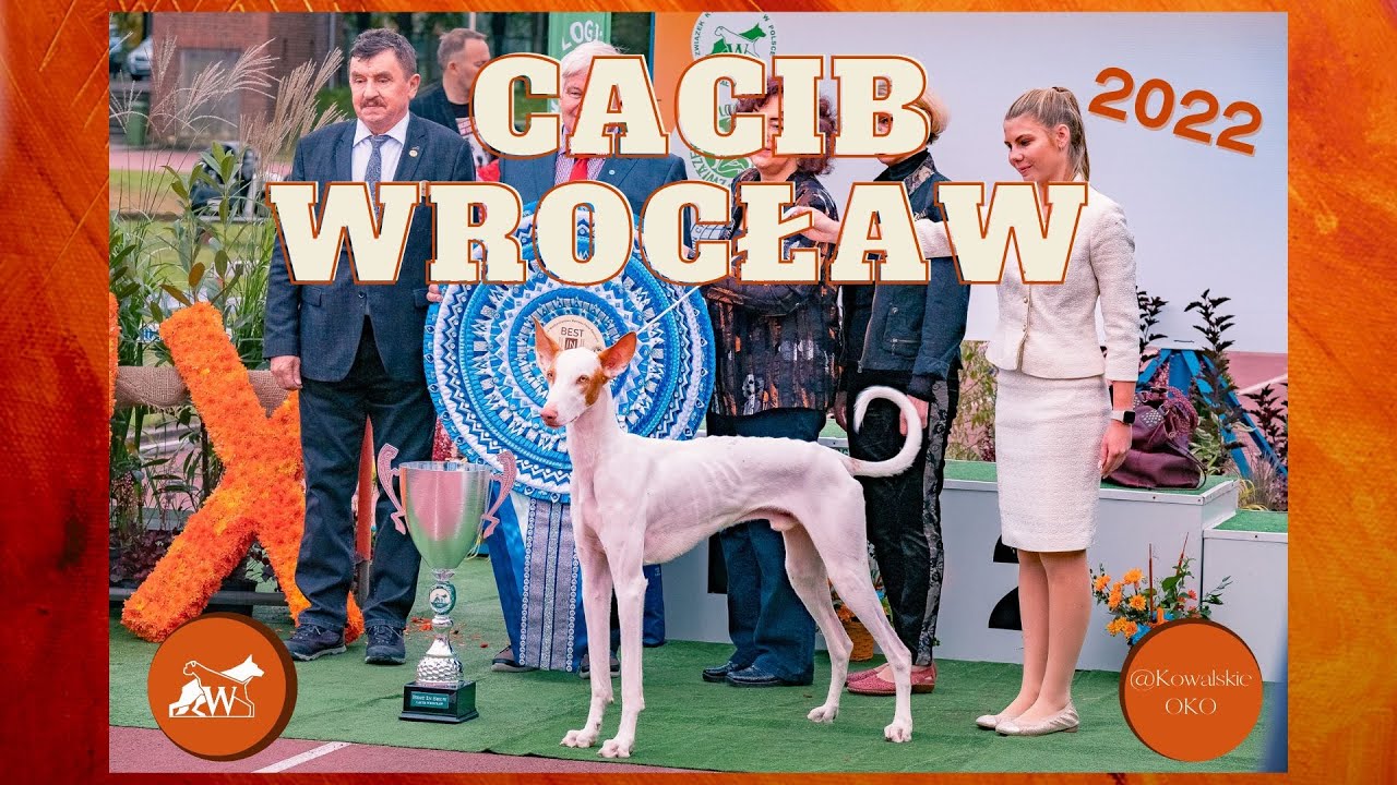 Relacja w wystawy psów XXIX CACIB Wrocław