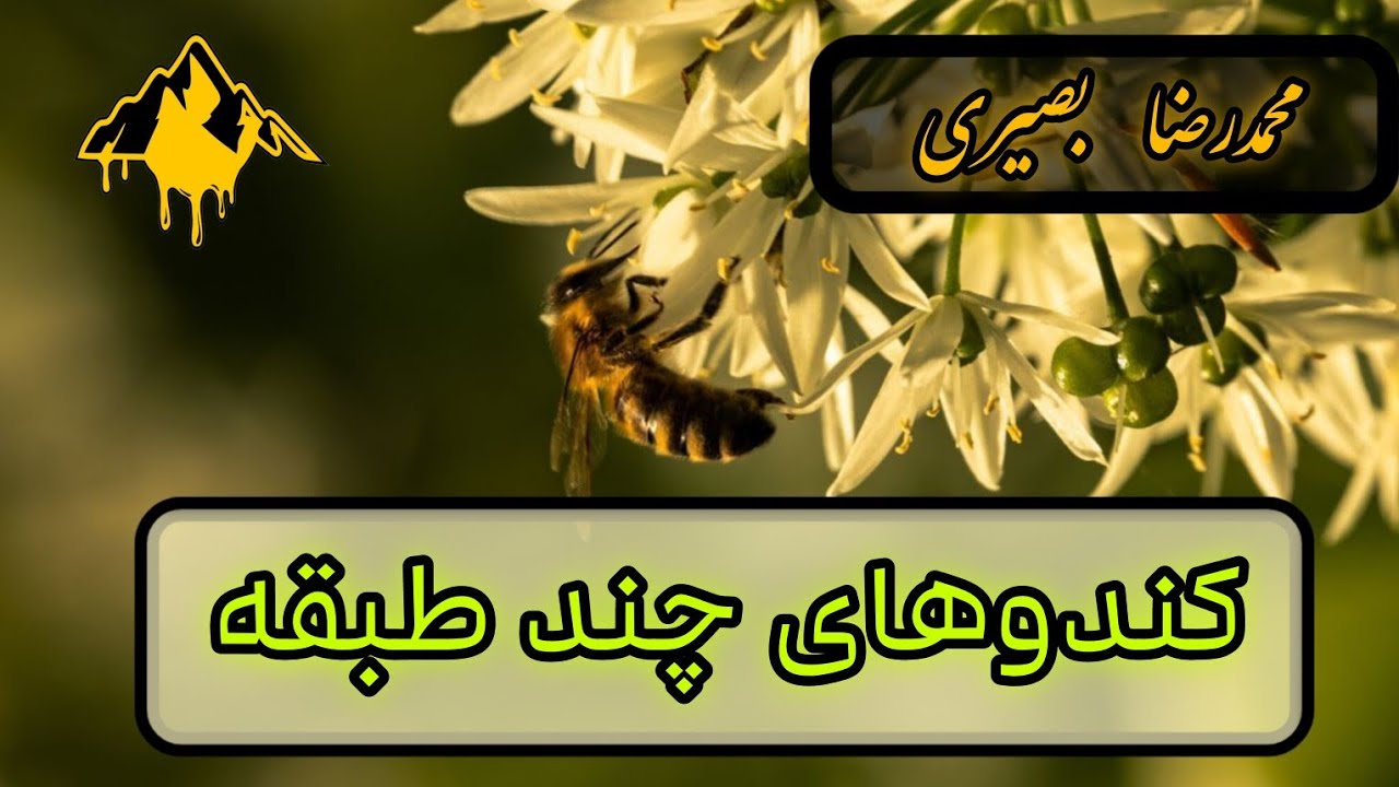 کندوهای چند طبقه !!! محمدرضا بصیری