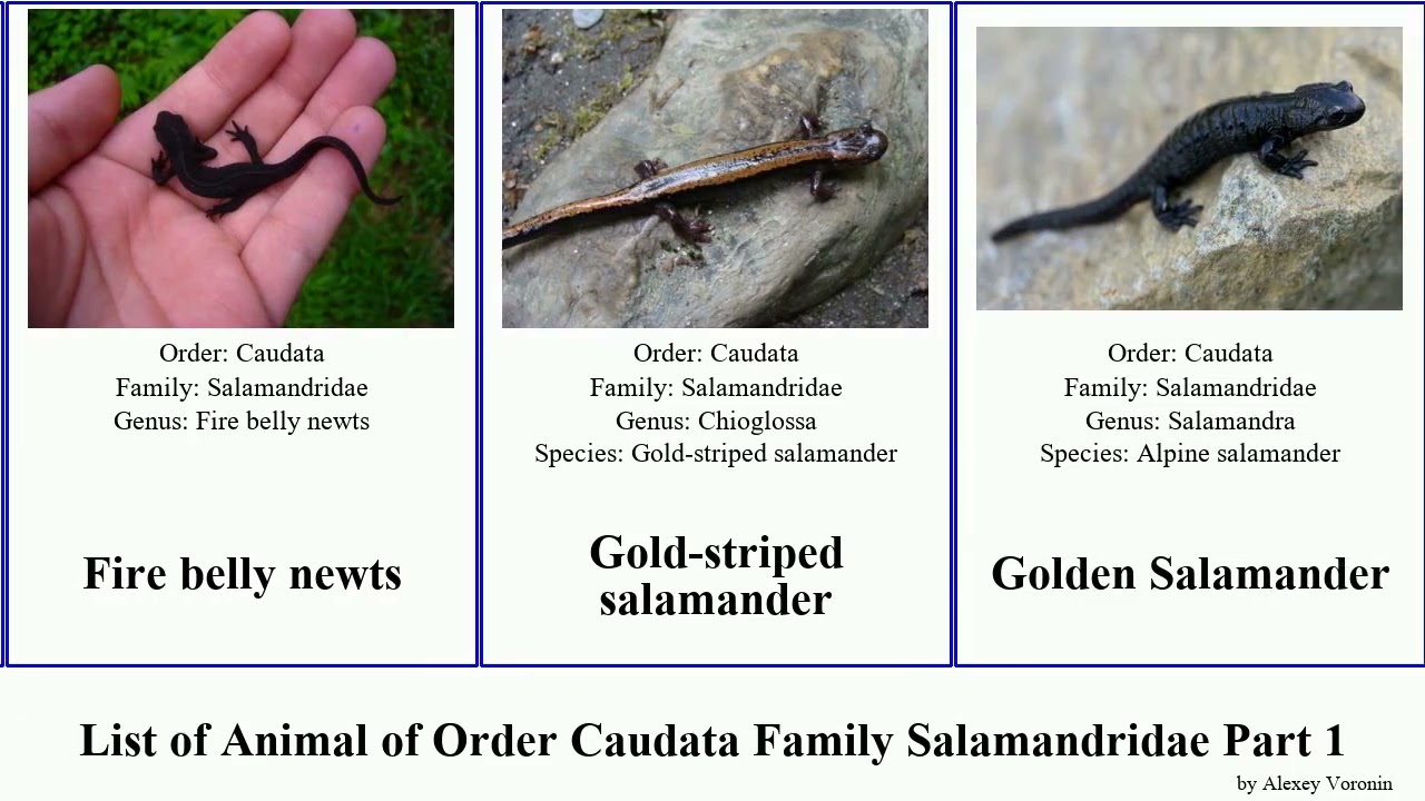 List of Animal of Order Caudata Family Salamandridae Part 1 newt salamander lissotriton fire belly