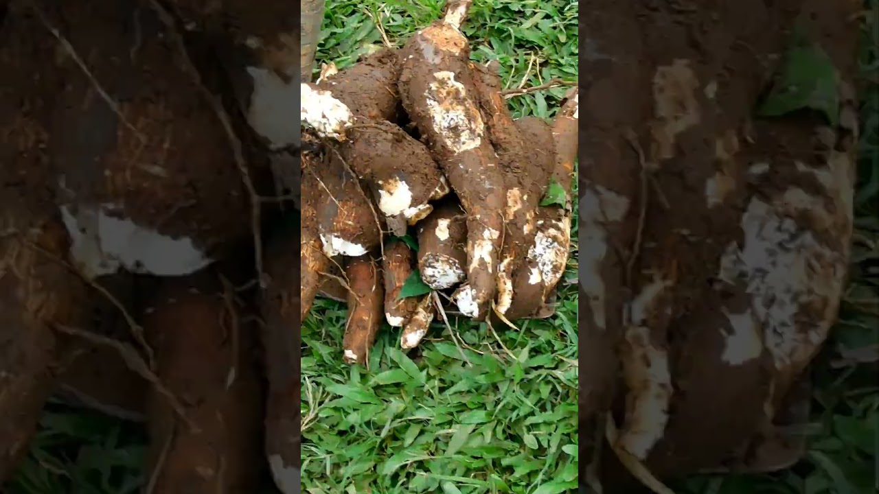 Cassava Chicken Feed #backyardgardening#chicken #backyardchickens