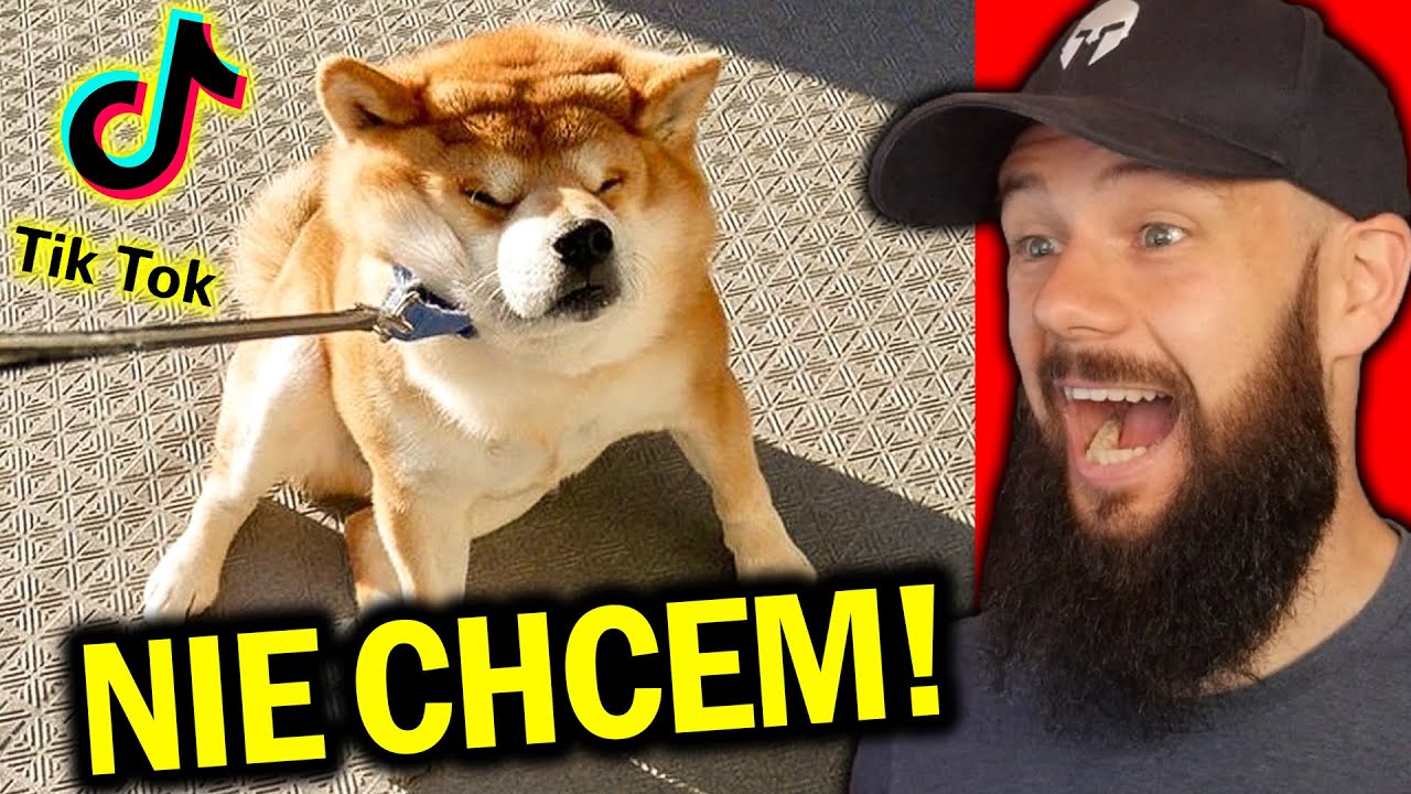 ŚMIESZNE PSY NA TIK TOK'u!