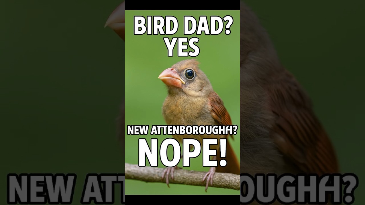 Cardinal Dad Feeds Baby &mdash; with Wannabe Attenborough Narration #bird #birdwatching #birdlovers
