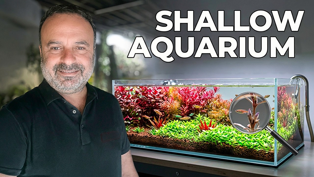 Shallow Aquarium | Planted Aquarium Aquascape with Fish & Plants