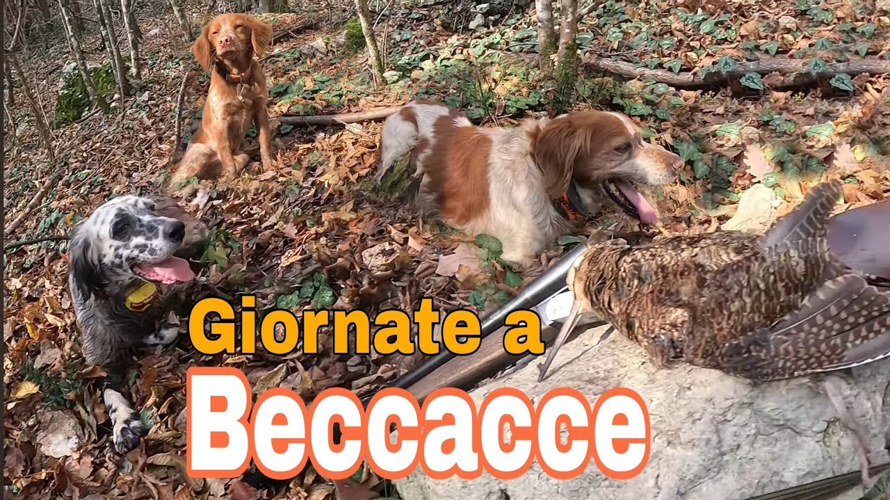 Giornate a Beccacce - Caccia alla Beccaccia Benito e Giulio Breton Assunta Setter  hunting weapons