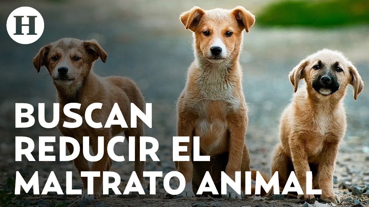 Congreso de CDMX promueve prohibici&oacute;n para vender animales vivos en las calles y tianguis