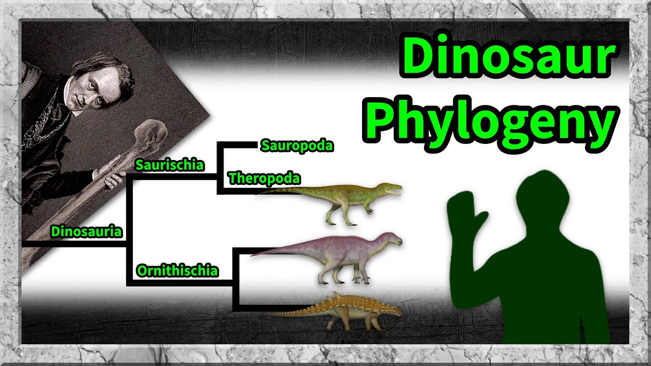 Dinosaur Phylogeny: Evolutionary Relationships of Major Groups and Families