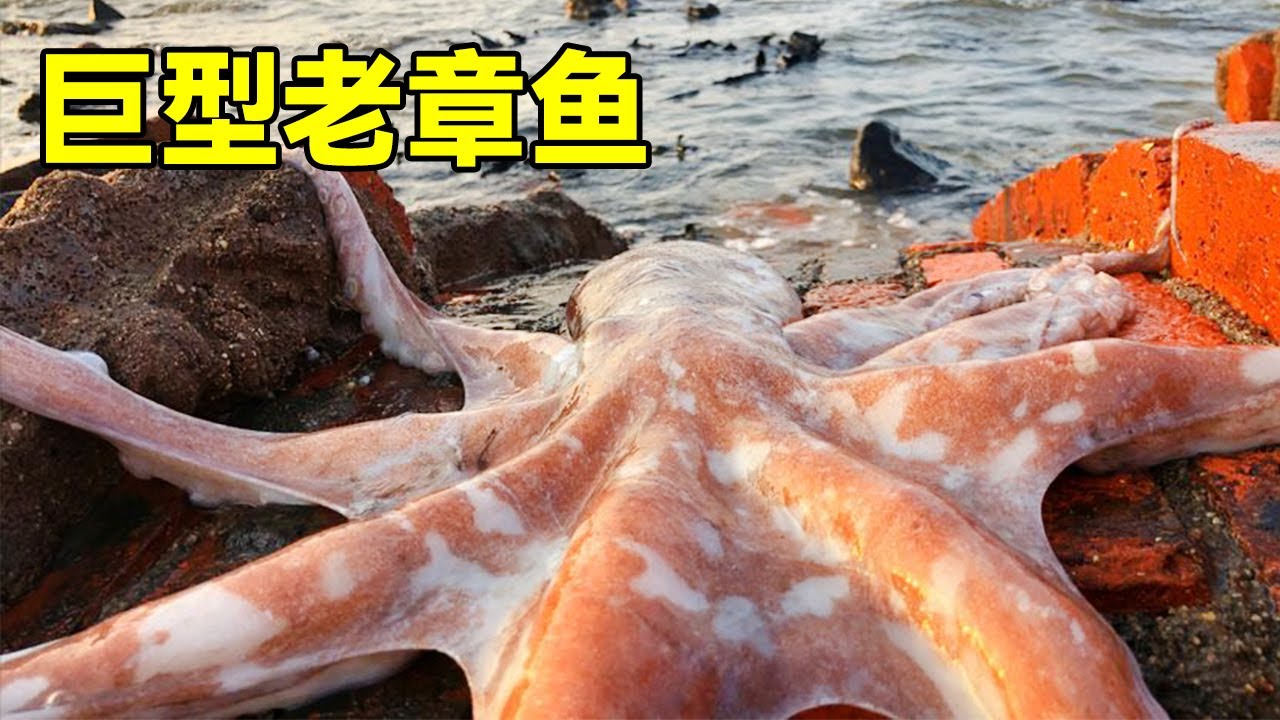 巨型老章鱼搁浅海滩，力量巨大无比阿聪拽不动，阿聪直言今天要发财了！【渔岛阿聪】