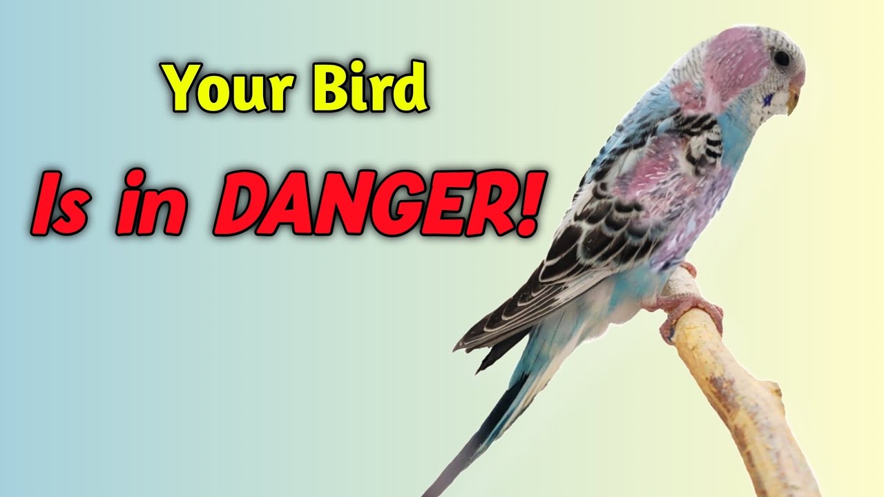 Feather Loss in Budgies: The Hidden Danger You MUST Know!