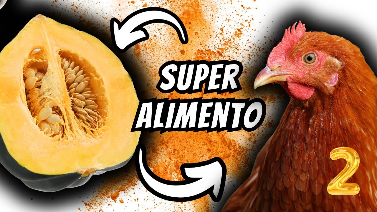 SUPER ALIMENTO! FORNE&Ccedil;A CORRETAMENTE PARA SUAS GALINHAS! (AB&Oacute;BORA)