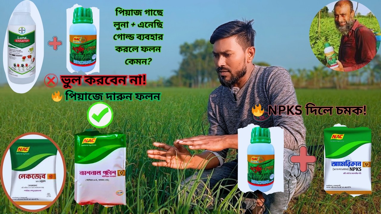 পেঁয়াজ চাষে সফলতার জন্য ৫টি গুরুত্বপূর্ণ স্প্রে!#farming #agriculture #garden #natural