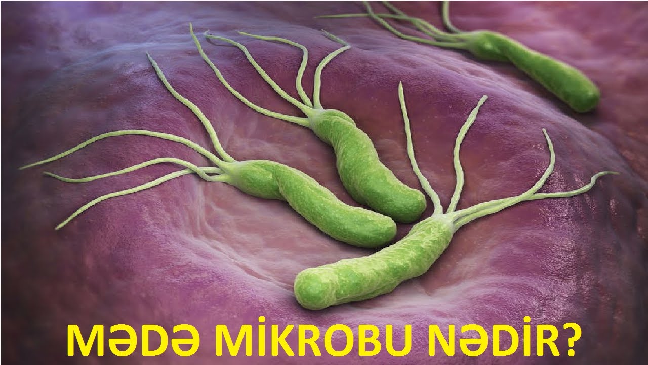 Mədə mikrobu nədir?
