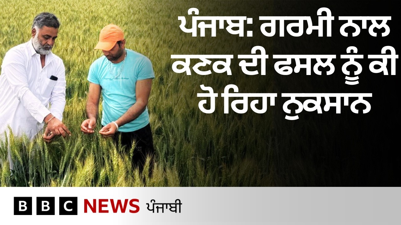 Weather impact: Punjab 'ਚ ਮੌਸਮ ਕਿਵੇਂ ਫਸਲਾਂ ਨੂੰ ਪ੍ਰਭਾਵਿਤ ਕਰ ਰਿਹਾ ਹੈ | 𝐁𝐁𝐂 𝐏𝐔𝐍𝐉𝐀𝐁𝐈