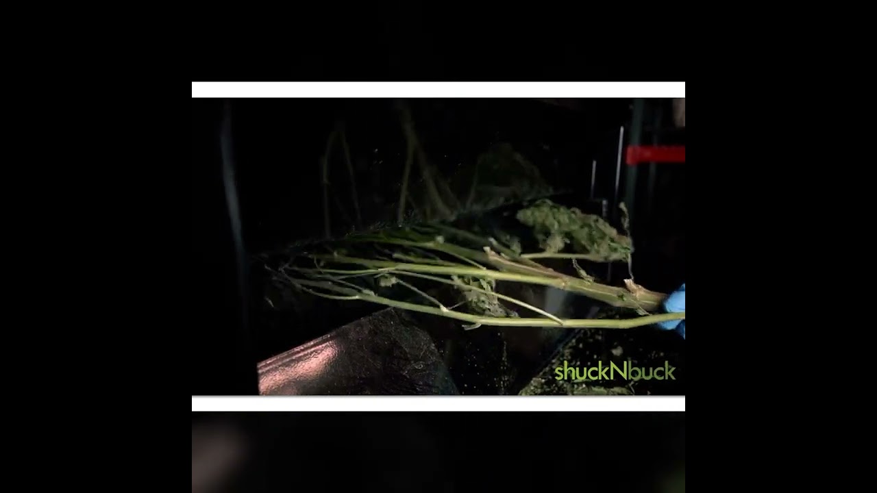 How To Use a Bucking Machine #short