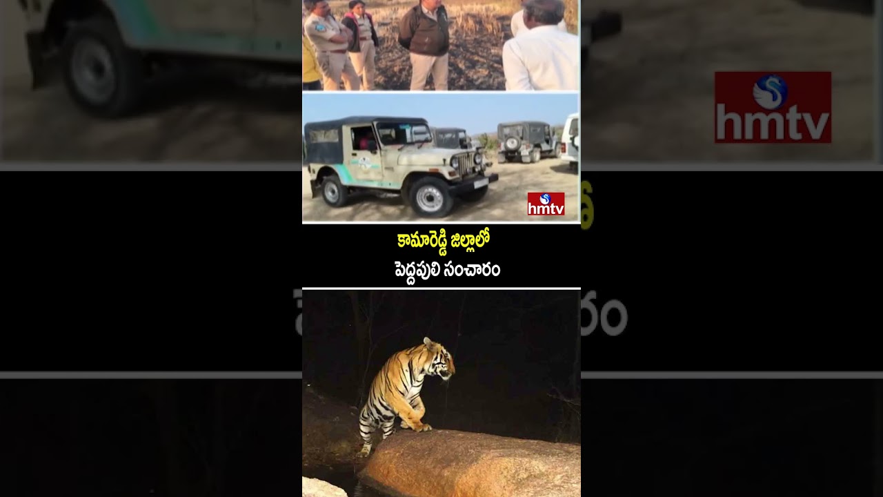 కామారెడ్డి జిల్లాలో పెద్దపులి సంచారం | Tiger Roaming In Kamareddy District |hmtv