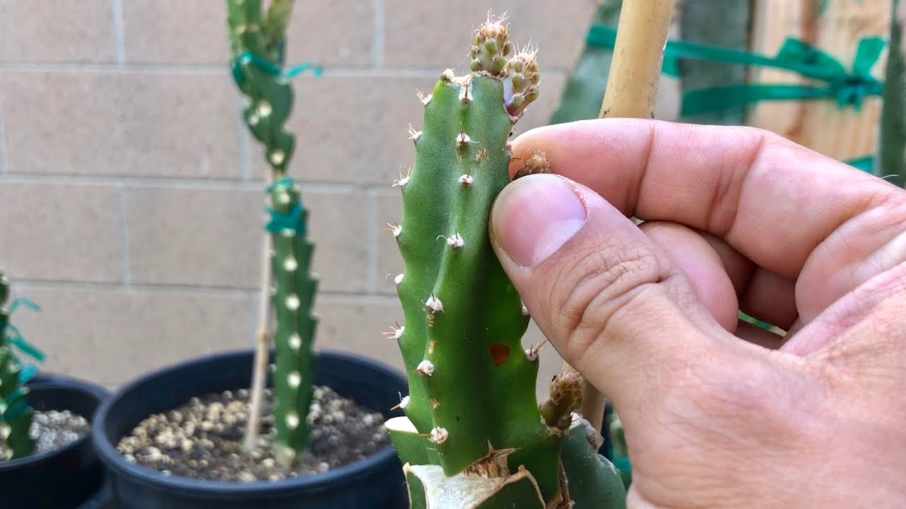 Pruning Shoots On Ecuador Dragon Fruit Cleft Graft