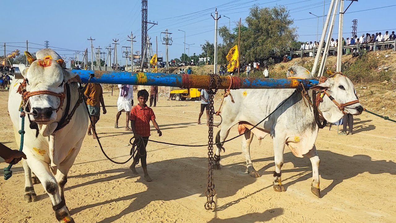 కాలువ బుగ్గ న్యూ కేటగిరి విభాగంలో 13వ జత