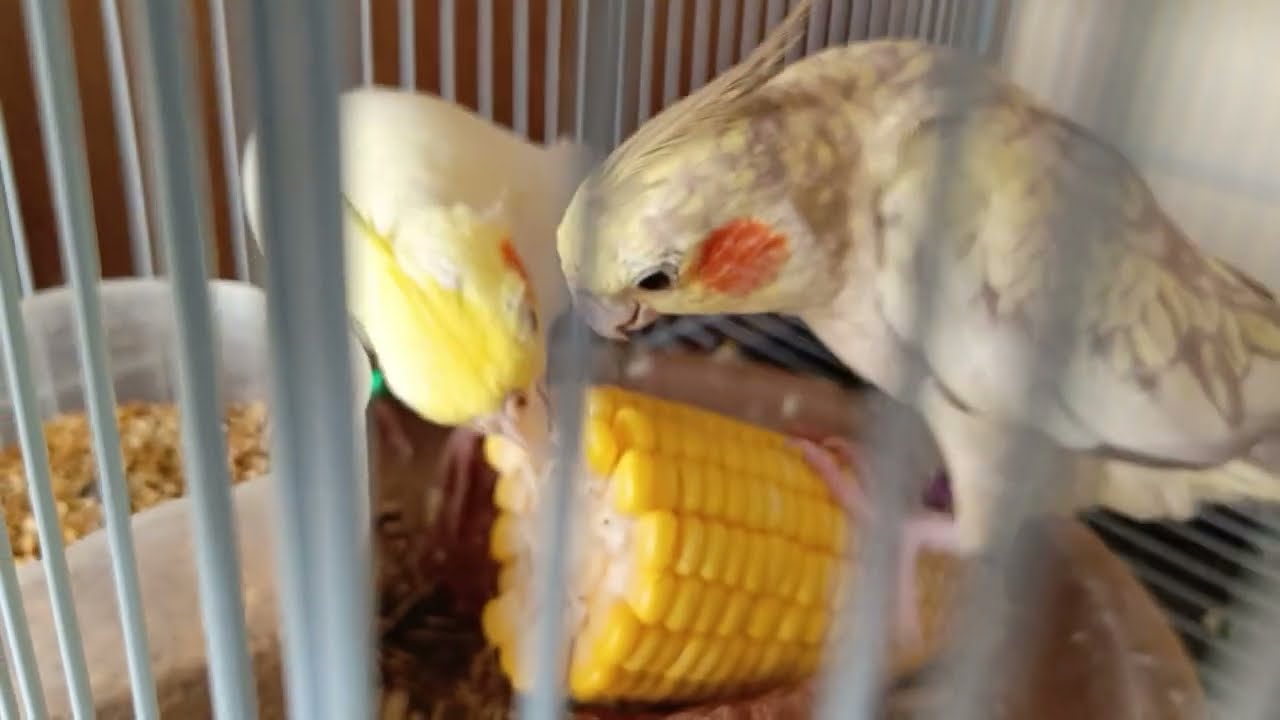 BURUNG PARKIT AUSTRALIA GACOR BERISIK.
