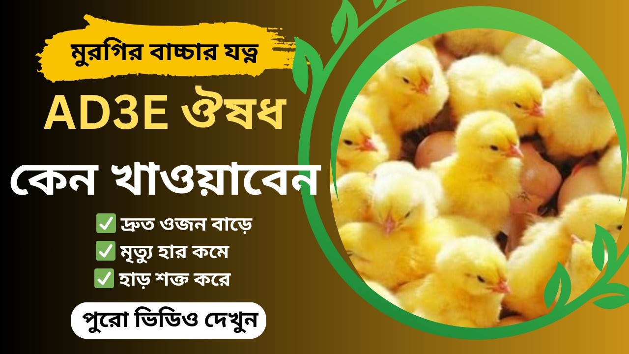 AD3E ভিটামিন কেন জরুরি ব্রয়লার মুরগির বাচ্চার জন্য |