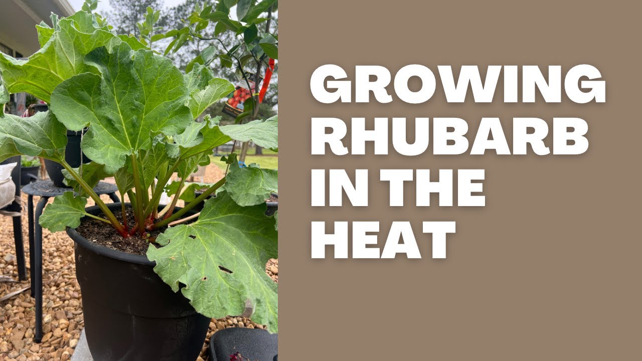 Growing Rhubarb in the South